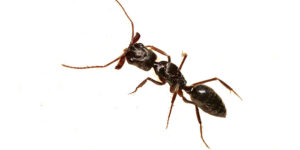 Manhattan Exterminator Ants