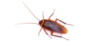 Manhattan Exterminator cockroaches roaches
