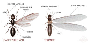 Manhattan  Exterminator Termites